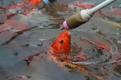 錦鯉飼養|錦鯉の飼育方法＜錦鯉,水槽,飼料,餌,エサ＞｜錦鯉の飼 